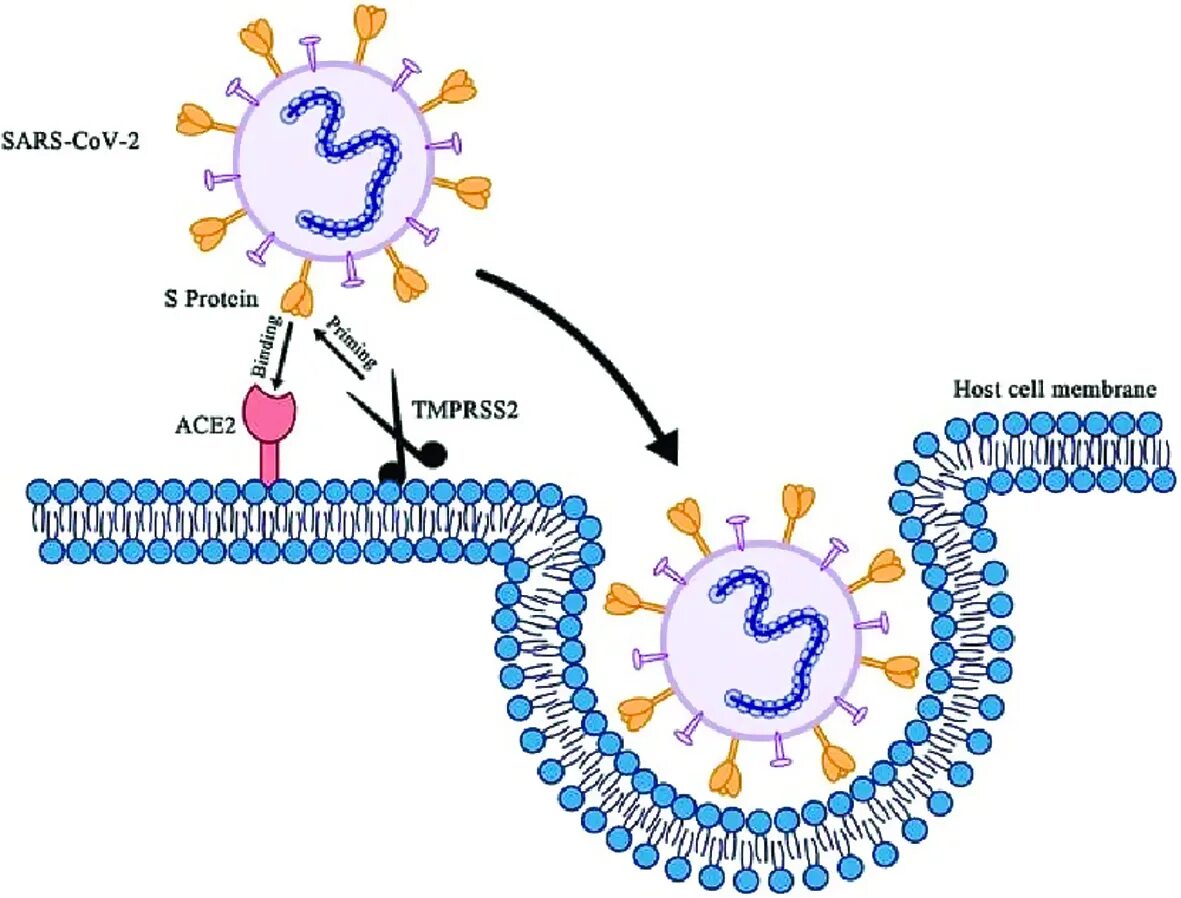 Механизм проникновения SARS-cov-2 в клетки. Коронавирус строение Covid 19. SARS coronavirus 2 РНК. Коронавирус строение вириона. Новый коронавирус sars cov