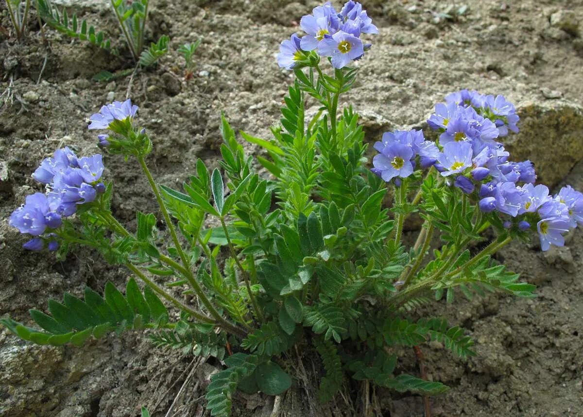 Трава синюха. Синюха (Polemonium). Полемониум Синюха голубая. Синюха Лазоревая. Цветок Синюха Северная.