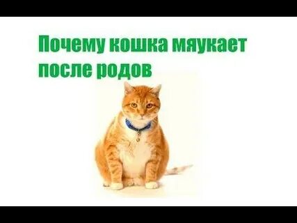 Почему кошка не просит