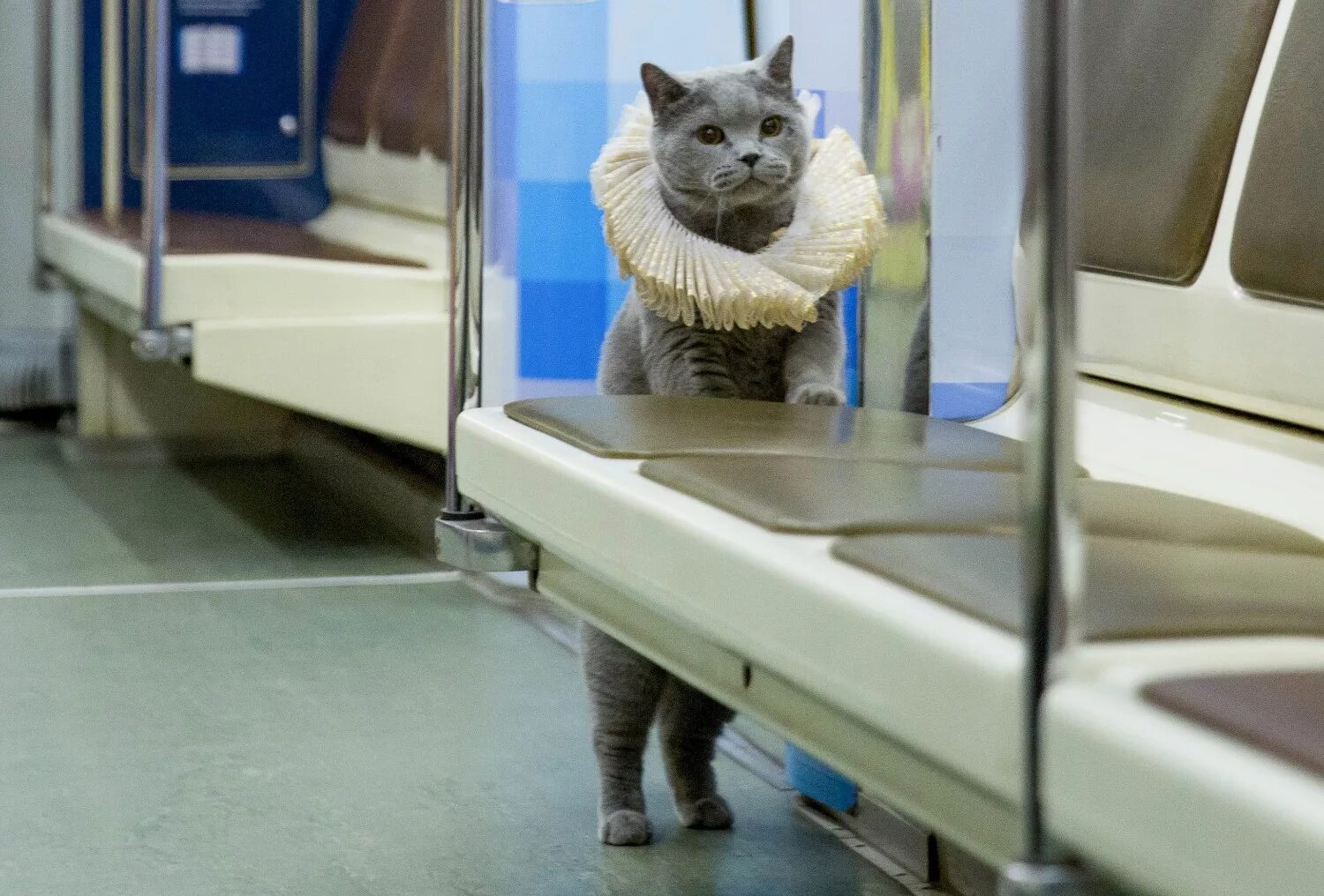 Кот железная дорога. Кот в электричке. Кот едет в метро. Кошка в поезде. Котик в метро.