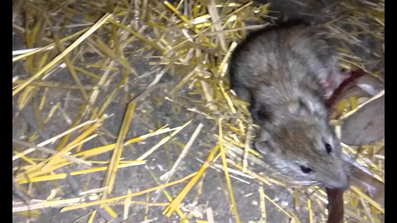 Домик для мышей. Крыса попала. Крыса попала. Мышь на кухне. Капкан для мышей.