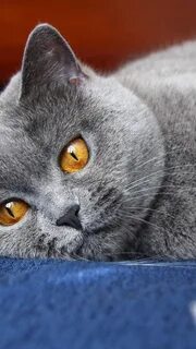Какие серые коты