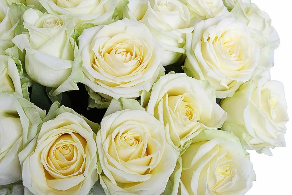 Как называются белые розы. Как называются белые розы. Сорт роз мондиаль. Как называются белые розы. Как называются белые розы.