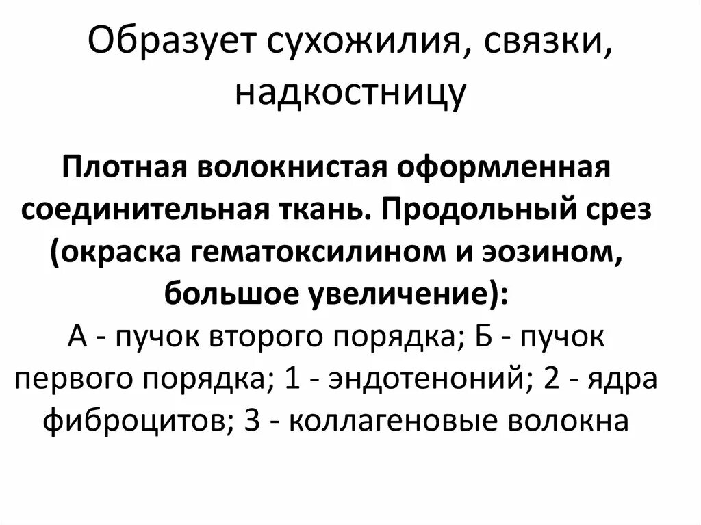 Связки сухожилия образованы