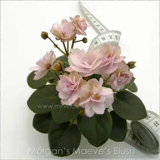 Фиалка morgan s