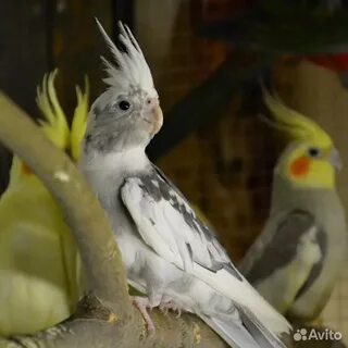 Попугай корелла окрас