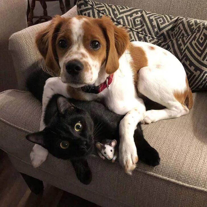 Котик та собачка