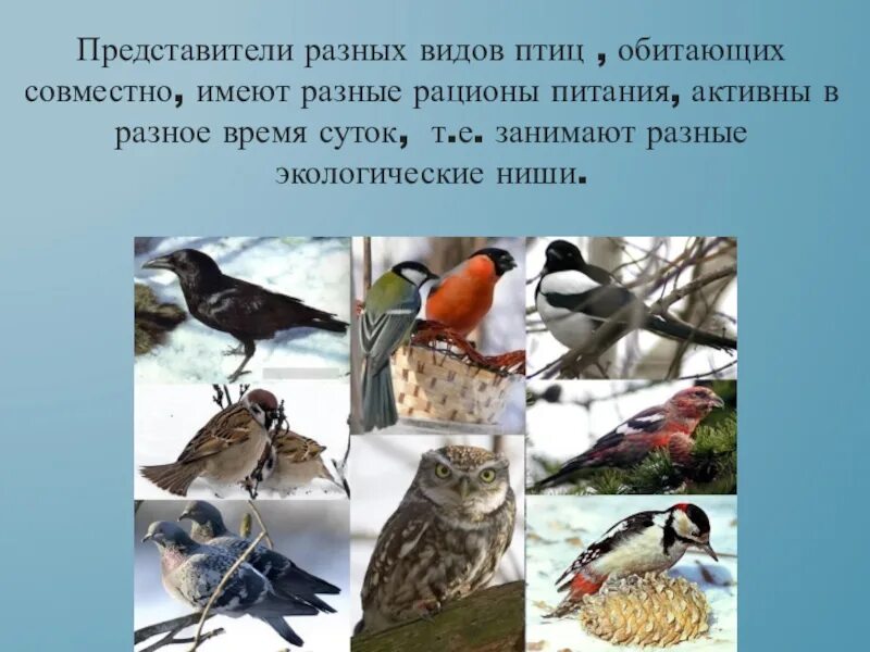 Сообщество обитающих совместно организмов разных видов вместе. Экологические ниши птиц. Представители птиц. Экологические ниши птиц обитателей леса. Экологическая ниша синицы.