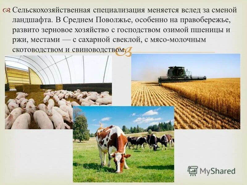 Специализация аграрного хозяйства. Специализация производства в сельском хозяйстве. Сельское хозяйство европы карта. Отрасли специализации сельского хозяйства зарубежной европы карта. Специализация с/х предприятия.