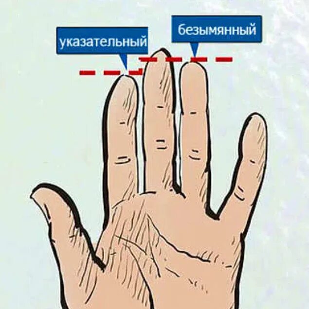 Безымянный палец длиннее мужчины. Указательный безымянный. Указательный и безымянный палец. Безымянный палец длиннее указательного. Указательный палец длиннее.