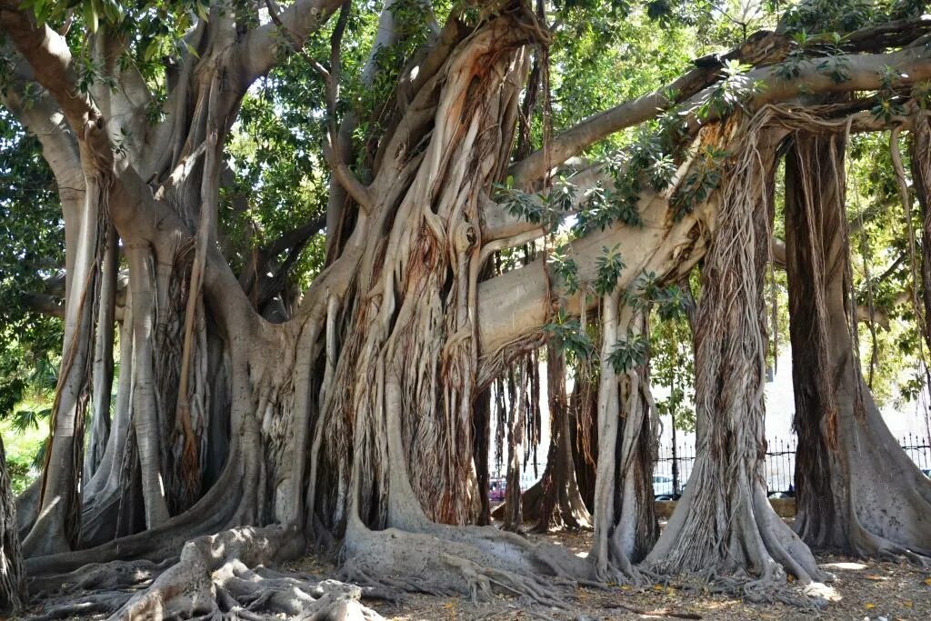 Как понять возраст дуба. Дуб рассказ для детей. Рассказ о березе. Почему называется лиственница. Деревья зовут.