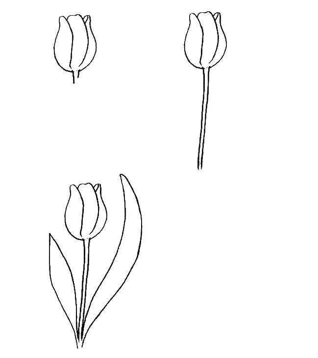 Тюльпан поэтапно карандашом для начинающих. Поэтапное рисование тюльпана. Рисование тюльпана пошагово. Поэтапное рисование тюльпана карандашом. Поэтапное рисование тюль.