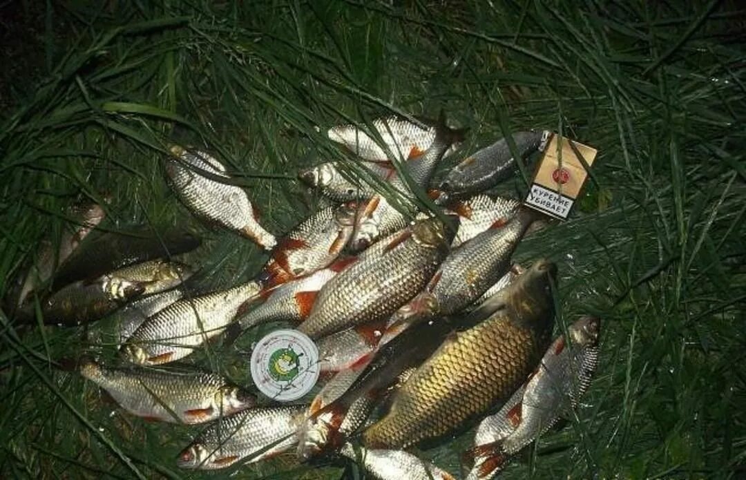 Рыболовный бор