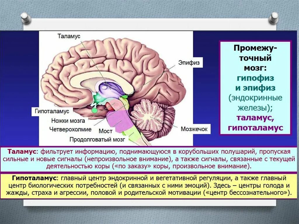 Центр мозга и тела. Отдел мозга отвечающий за эмоции. Центр насыщения в головном мозге. Жажда и голод отдел мозга. Центр жажды в мозге.