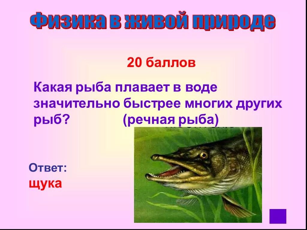 И быстро чем многие другие. Какая рыба носит имя человека загадка. Загадка какая рыбы номит имя ч. Ответ рыбы. Загадка с отгадкой щука.