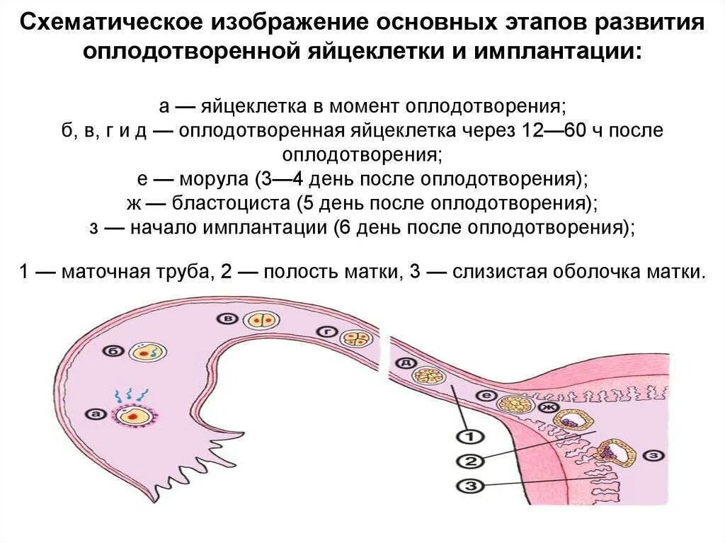 После каких дней наступает беременность. Схема процесса оплодотворения имплантации. Схема процесса овуляции, оплодотворения и имплантации. Последовательность процессов от овуляции до имплантации. Процесс овуляции и оплодотворение.