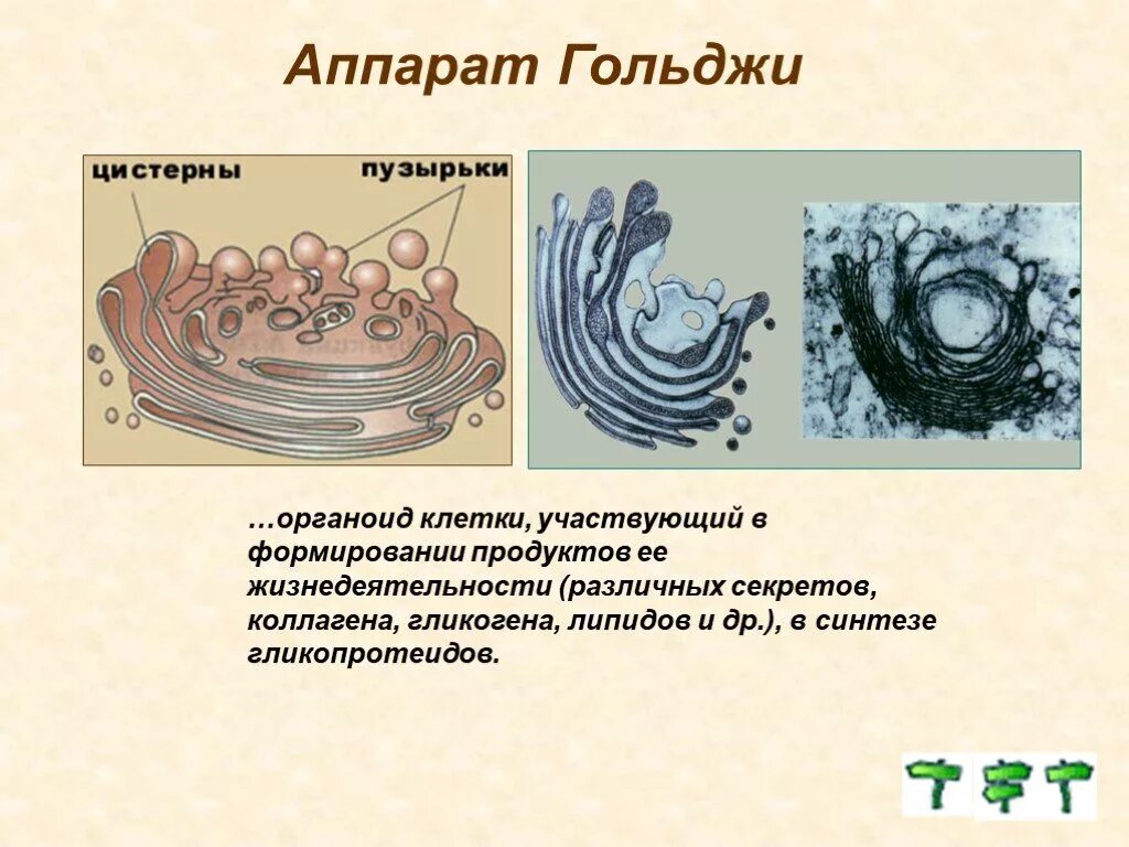 Формирование каких клеточных органоидов участвует аппарат гольджи. Органоид аппарат Гольджи. Органоиды клетки аппарат Гольджи. Аппарат Гольджи строение органоида. Строение органоида комплекс Гольджи.
