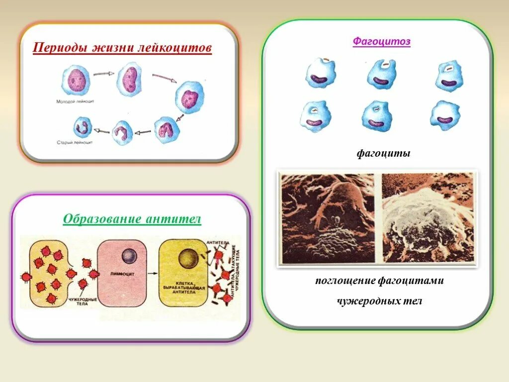 Лейкоциты образование антител. Жизненный цикл лейкоцитов. Периоды жизни лейкоцитов. Фагоцитоз лейкоцитов. Элементы крови способные к фагоцитозу