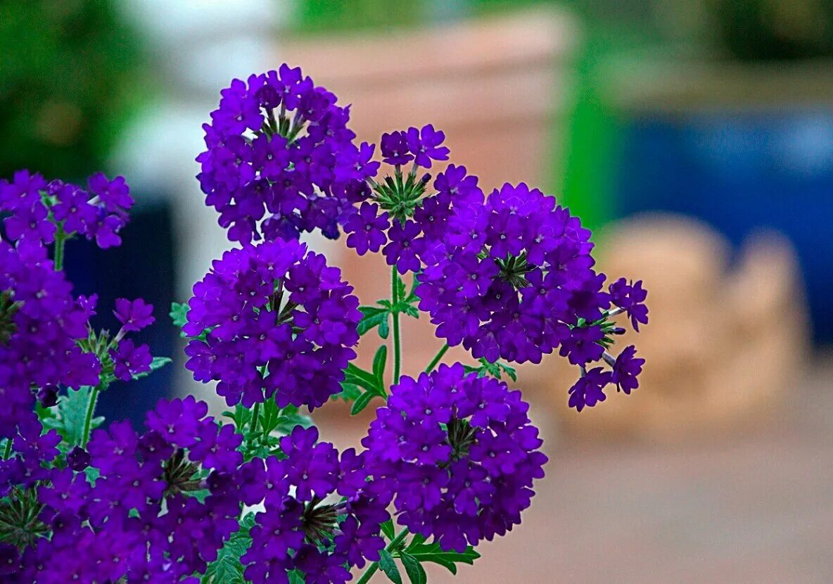 Вербена. Вербена цветок. Вербена гибридная (Verbena hybrida). Вербена Дефианс. Вербена в подмосковье