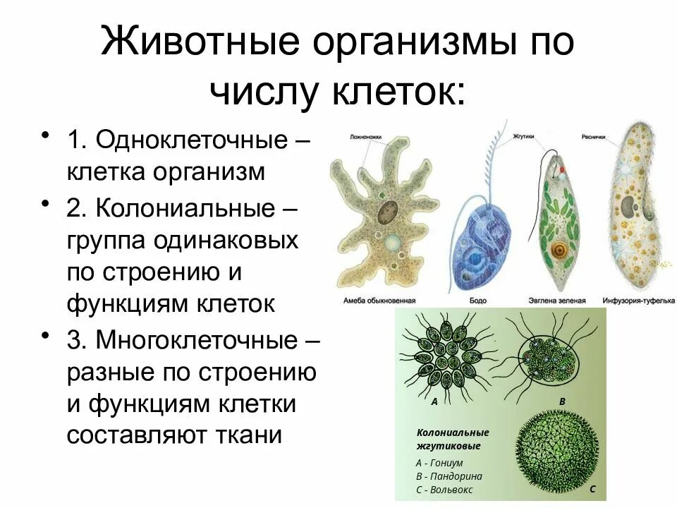Жизнь клетки одноклеточного организма. Строение клетки многоклеточных животных. биология 5 организмы одноклеточные многоклеточные. одноклеточные колониальные и многоклеточные. одноклеточные оргаганизмы.