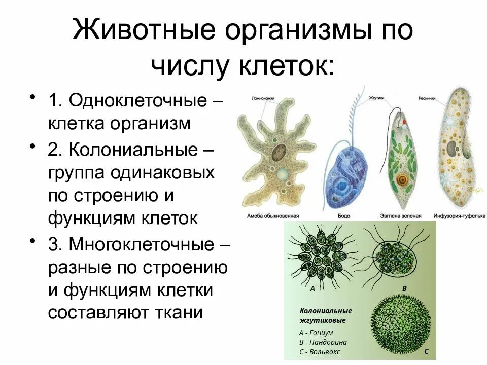 Какова роль клетки в одноклеточном организме