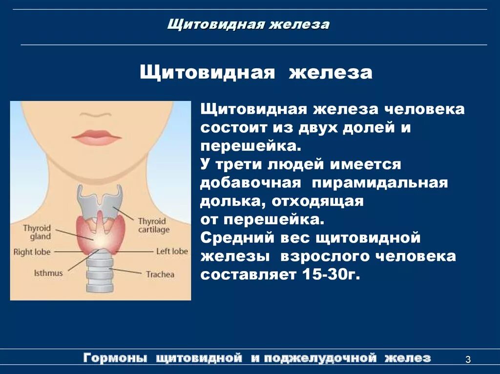 В какую систему входит щитовидная железа