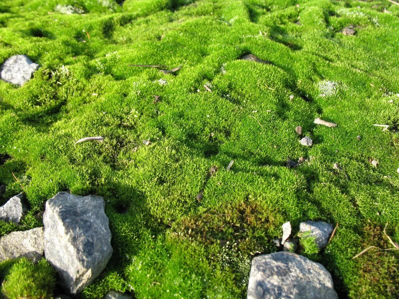 Почвенные водоросли. Шейкинский мох. Водоросли на камнях. Мох растущий на камнях. Мох зелёный.
