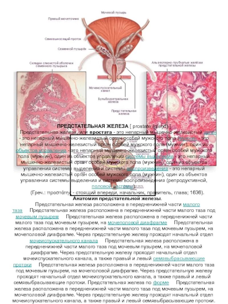 Простата это железа. Мочевой пузырь и предстательная железа. Строение предстательной железы. Предстательная железа, Prostata. Простата и предстательная железа.