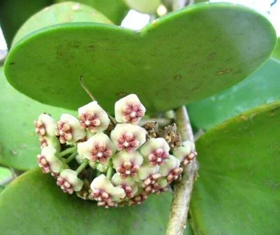 Хойя керри hoya kerrii. Хойя керри сплэш. Хойя керри цветет. Хойя керри hoya kerrii. Хойя керри сплэш цветение.
