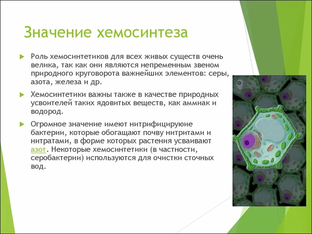 Автотрофы хемосинтеза это. Значение хемосинтеза. Роль хемосинтеза в жизни человека. Значение бактерий хемосинтетиков.