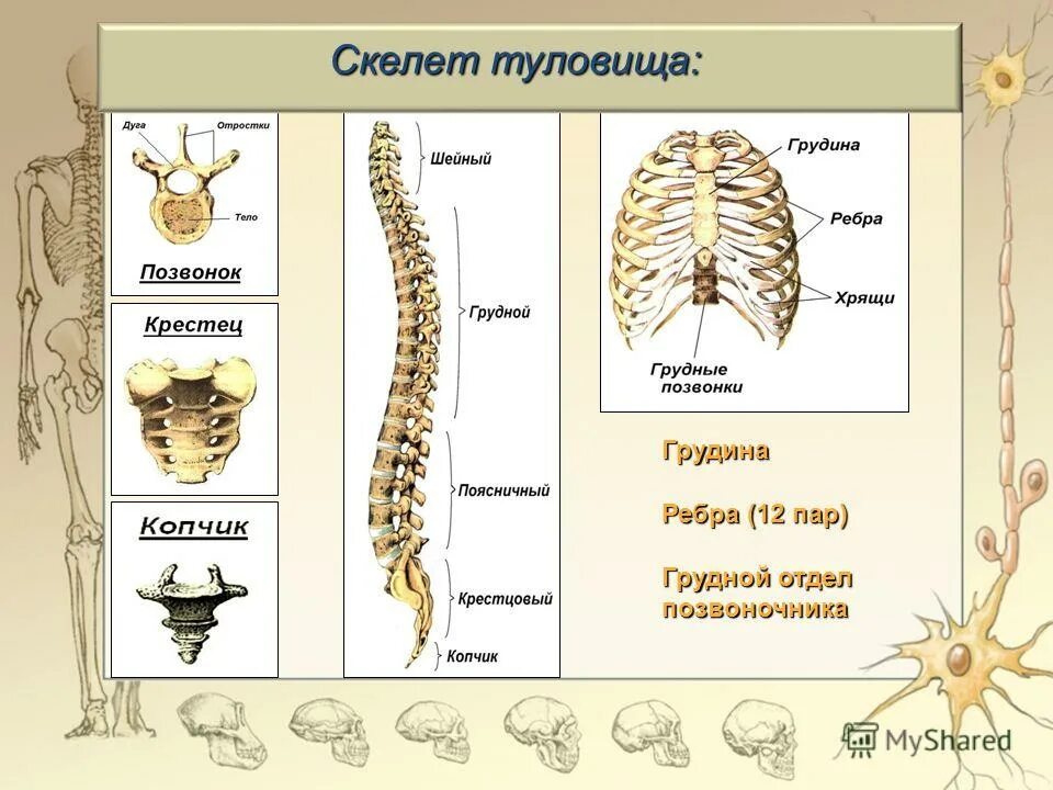 Ребро отдел скелета. Скелет туловища. Отделы позвоночника. Грудная клетка. Скелет туловища позвонки ребра Грудина. Скелет туловища человека позвоночник грудная клетка. Анатомия костей туловища Позвоночный столб Грудина ребра.