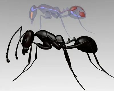 Ant 3