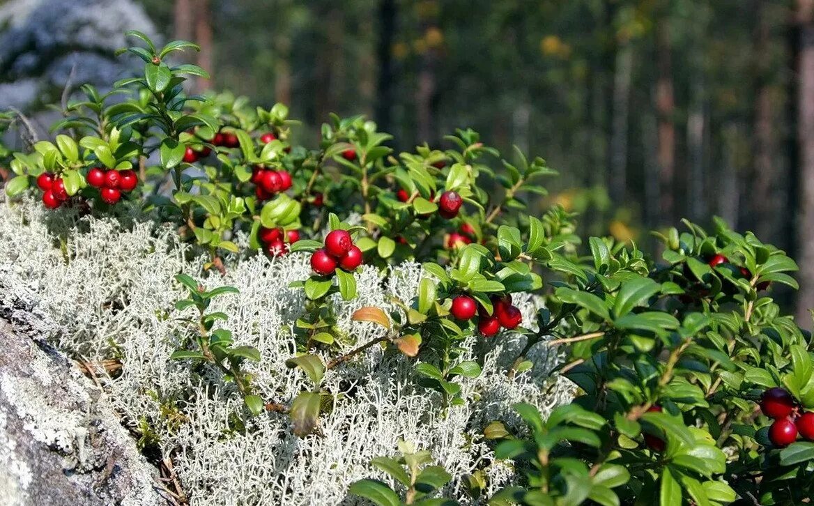 Хвойный с брусникой. Куст брусники. Таежная брусника. Ягоды тайги брусника. Лесные ягоды брусника.