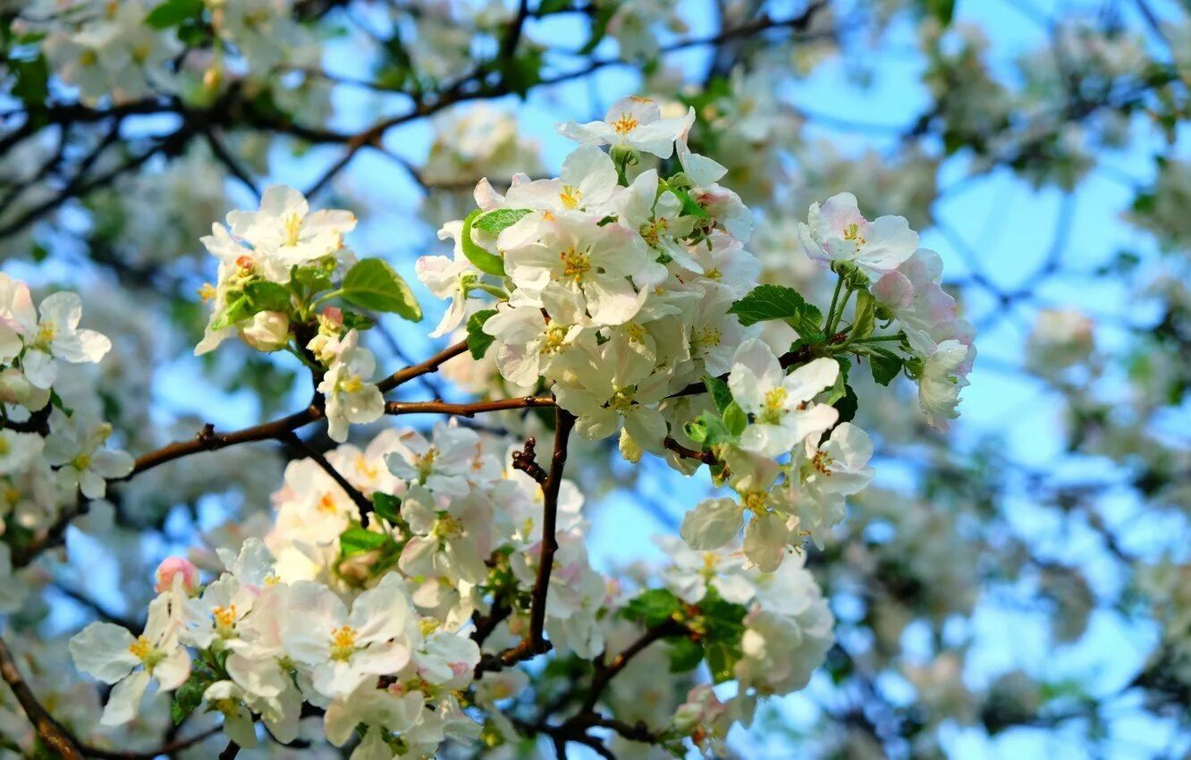 Яблони в цвету весны. Яблоня Сиверса цветет весной. Яблоня Сибирская цветение. Яблоня макинтош цветение. Яблоня Жигулевское цветение.