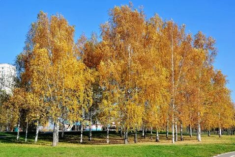 Золотая березовая роща