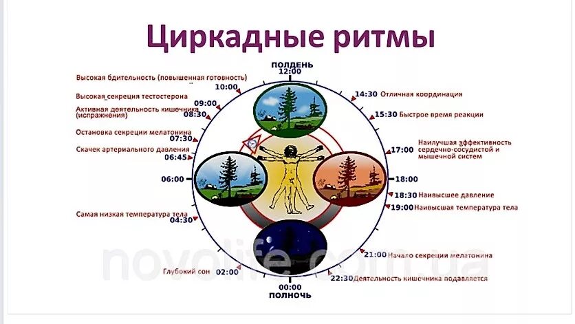 Время отдыха организма. Циркадные биоритмы человека. Циркадные ритмы и биологические часы. Гормоны и циркадные ритмы организма. Суточные биоритмы человека.