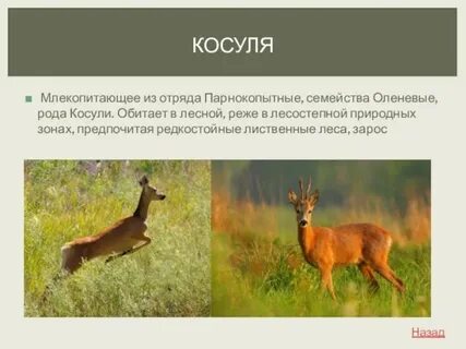 Косуля в какой природной зоне