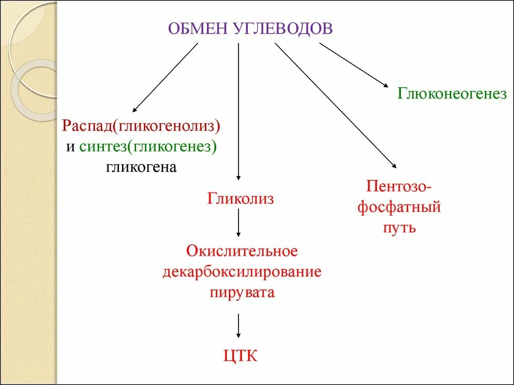 Распад углеводов в организме. Типы распада углеводов. Общая схема распада углеводов. Пути окислительного распада углеводов. Сравнительная характеристика путей распада углеводов..