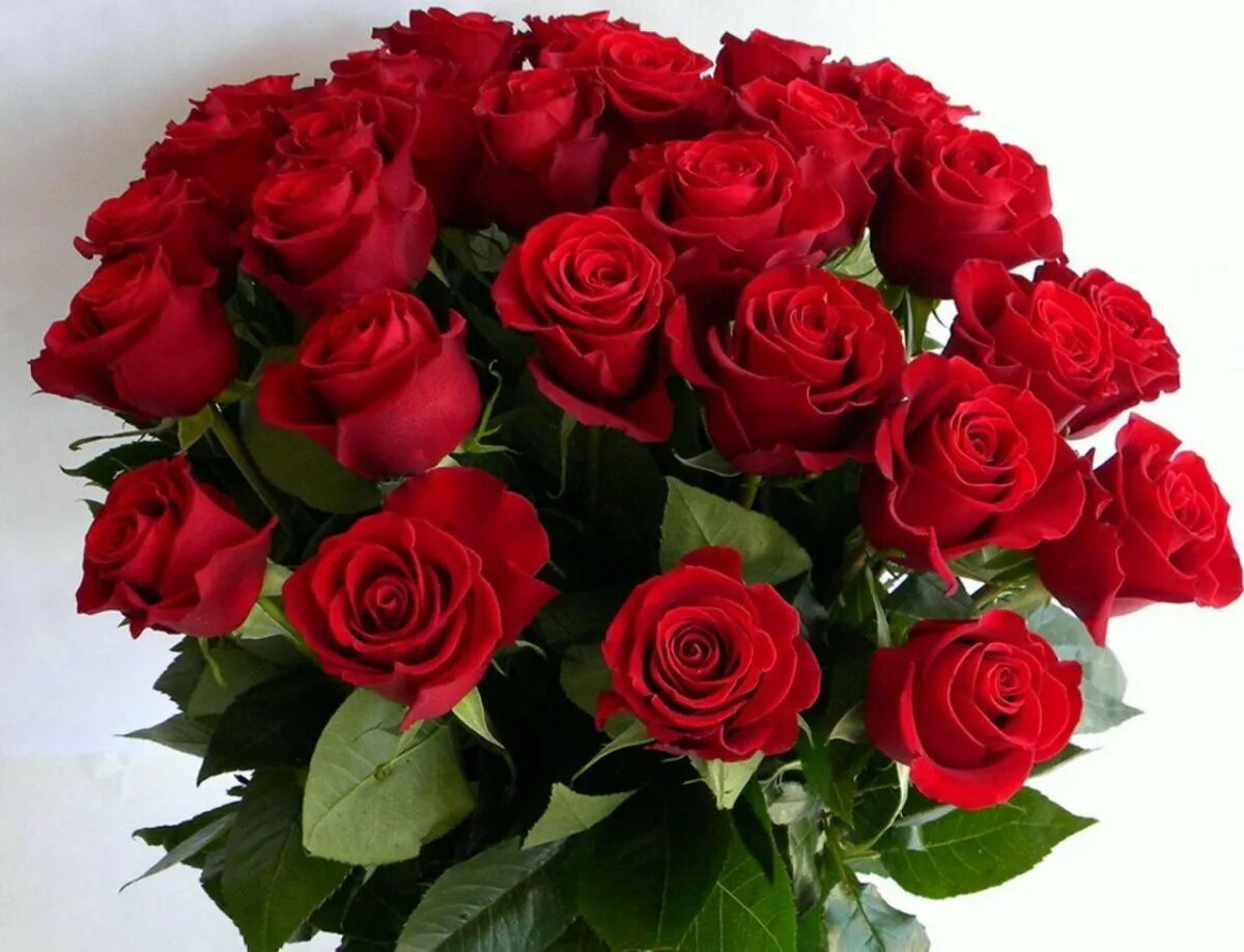 Бесплатное фото букет роз. Шикарные цветы. Красивый букет. Букет роз. Красивый букет красных роз.