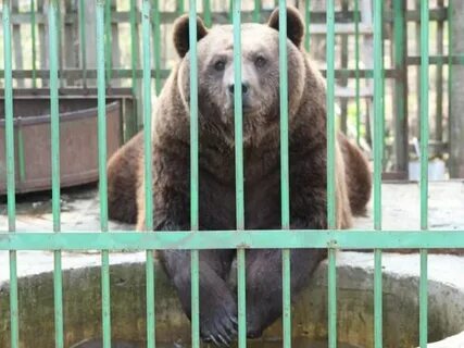 Зоопарк нальчик