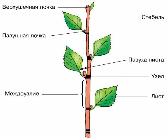 Строение побега узел междоузлие. Побег узел междоузлие пазуха листа. Побег и почки строение стебля. Строение побега липы