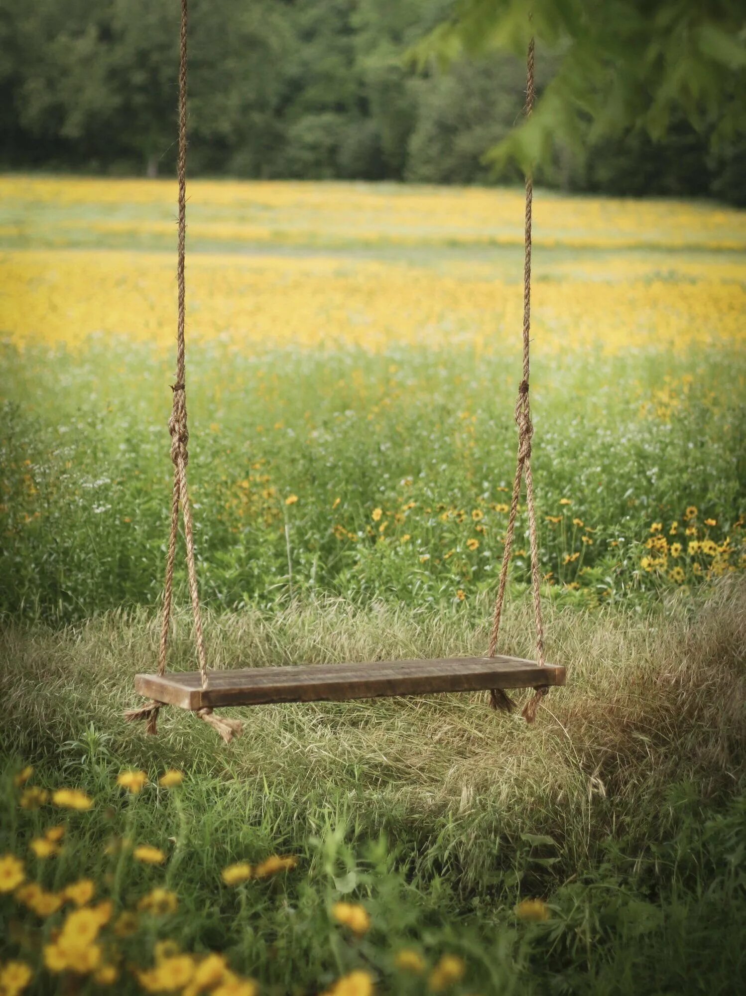 Качели на ветке. Качели летом. Красивые качели. Красивые качели с цветами. Качели деревянные.