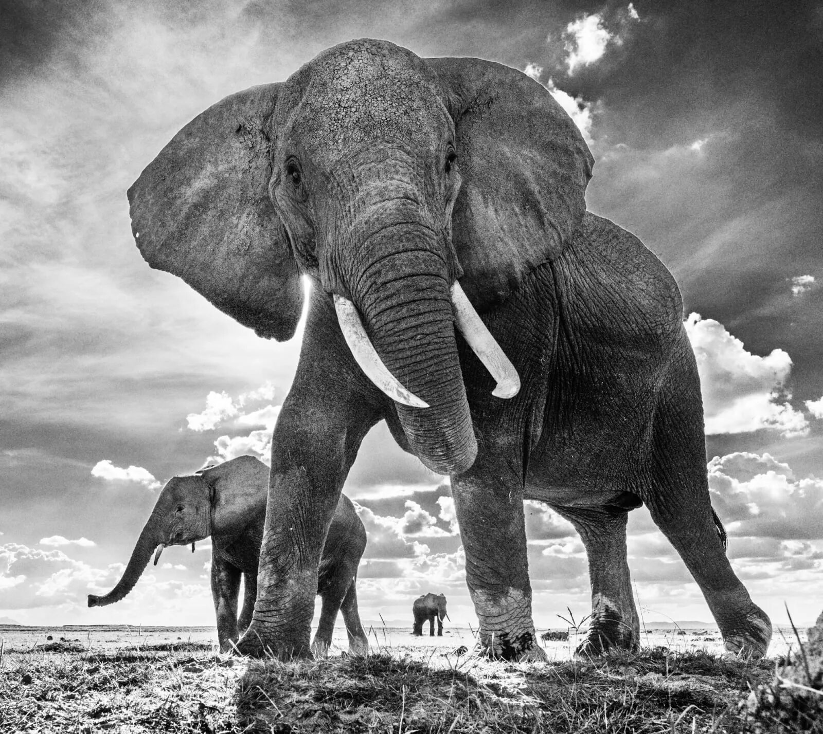 Дэвид Ярроу. Слоны. Слон в Африке. Слон чёрно белый. Черный слоник