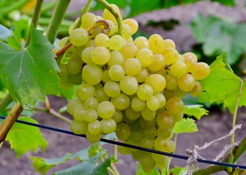 Сорт винограда кишмиш 342. Виноград сорт кишмиш золотце. Виноград плодовый кишмиш №342. Виноград кишмиш велес. Виноград кишмиш характеристики.