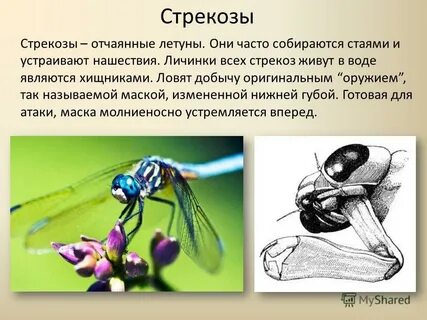 Личинка стрекозы характеристика