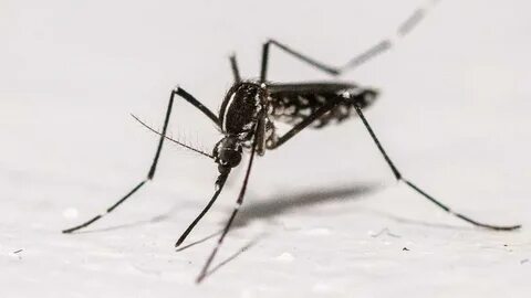 Record number of mosquito-borne disease outbreaks in Europe reported 