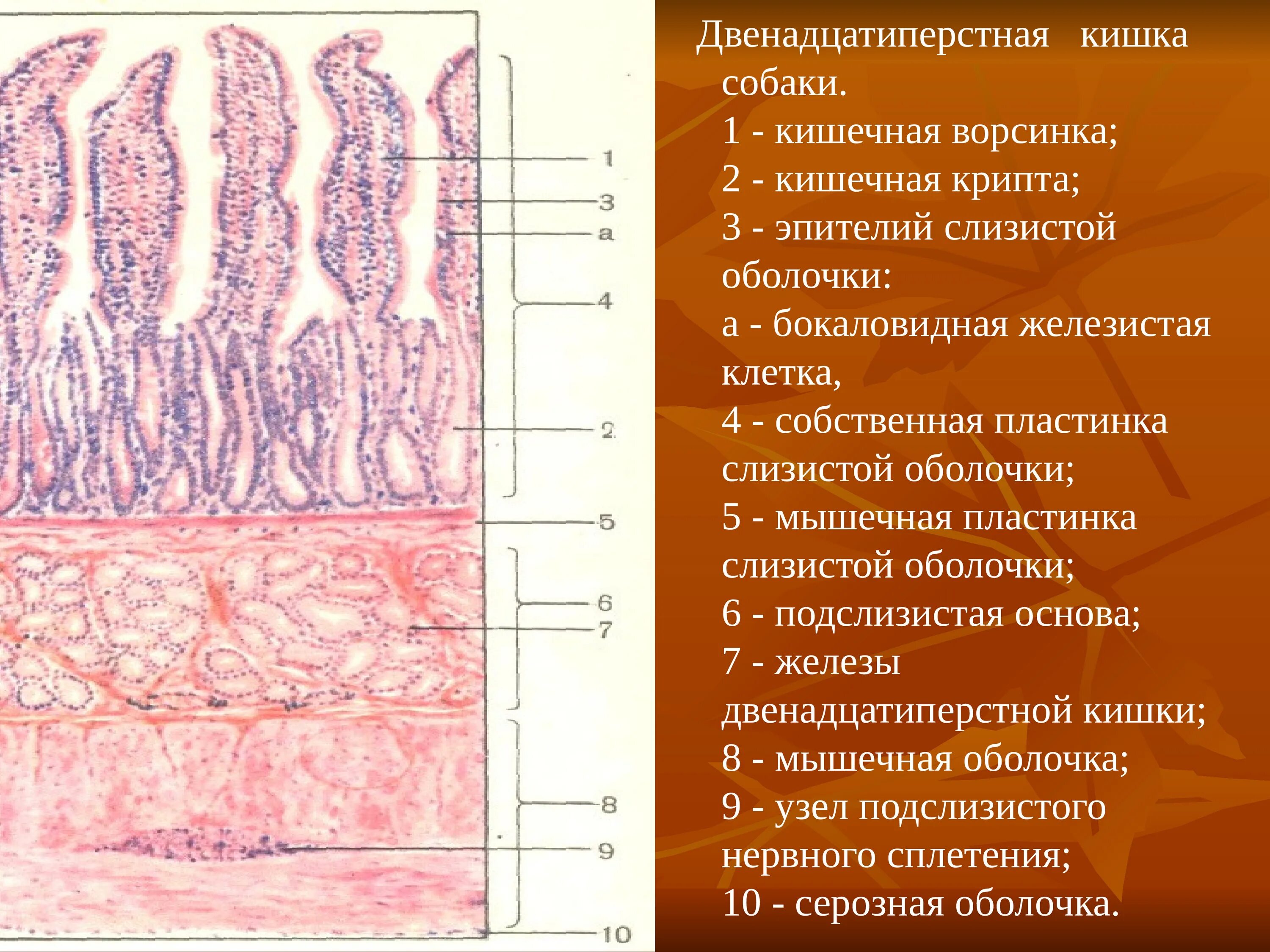 Строение ворсинок слизистой оболочки. Микроворсинки двенадцатиперстной кишки гистология. Слизистая ЛДПК гистология. Железы толстой кишки гистология. Эпителий 12 перстной кишки.