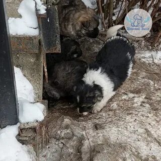 Фонд щенячий ангел