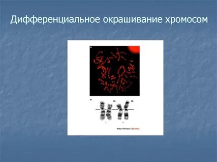 Окрашивание хромосом