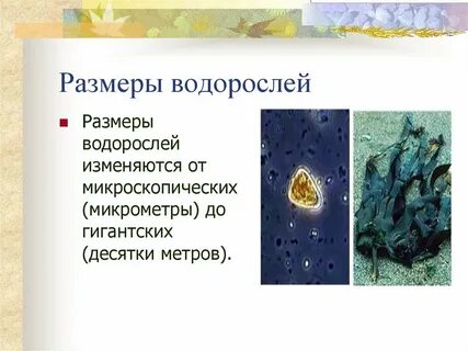 Конспект урока по биологии 7 класс водоросли